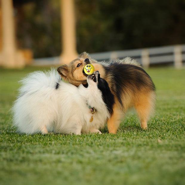 6-Piece Pet Toy Set: Dog Latex Squeaky Toy + Soft Rubber Funny Face Chew Ball + Training Interactive Toy