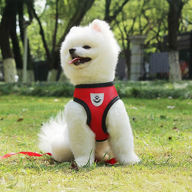 Adjustable pet harness set (small dogs/cats): vest, collar, leash. Fits French Bulldogs, Chihuahuas, etc.