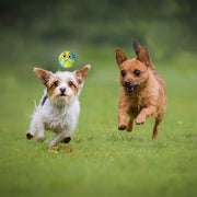 6-Piece Pet Toy Set: Dog Latex Squeaky Toy + Soft Rubber Funny Face Chew Ball + Training Interactive Toy